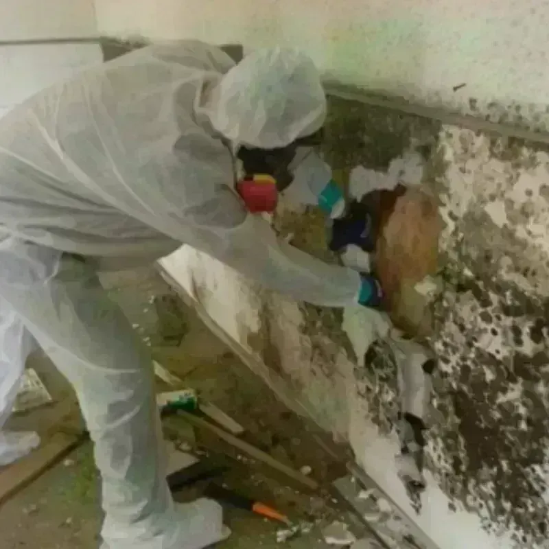 Mold Remediation and Removal in La Vernia, TX